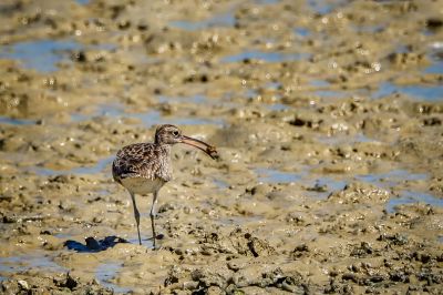 Regenbrachvogel / Whimbrel