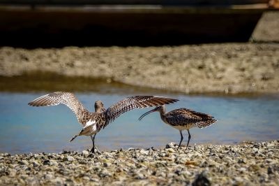 Regenbrachvogel / Whimbrel