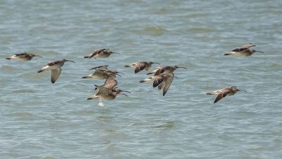 Regenbrachvogel / Whimbrel
