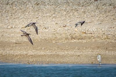 Regenbrachvogel / Whimbrel