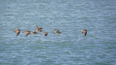 Regenbrachvogel / Whimbrel