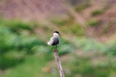 Weißbart-Seeschwalbe / Whiskered Tern