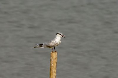 Weißbart-Seeschwalbe / Whiskered Tern