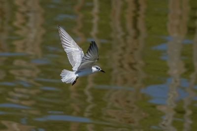 Weißbart-Seeschwalbe / Whiskered Tern