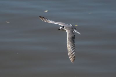 Weißbart-Seeschwalbe / Whiskered Tern