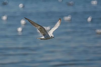 Weißbart-Seeschwalbe / Whiskered Tern