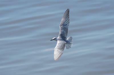 Weißbart-Seeschwalbe / Whiskered Tern