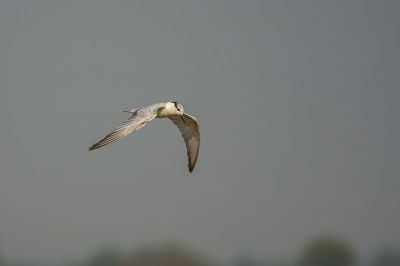 Weißbart-Seeschwalbe / Whiskered Tern