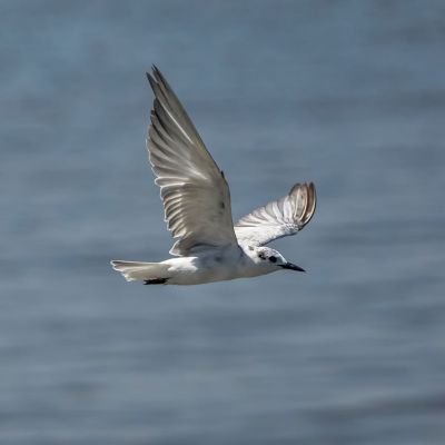 Weißbart-Seeschwalbe / Whiskered Tern