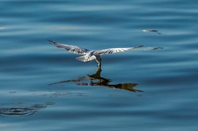 Weißbart-Seeschwalbe / Whiskered Tern