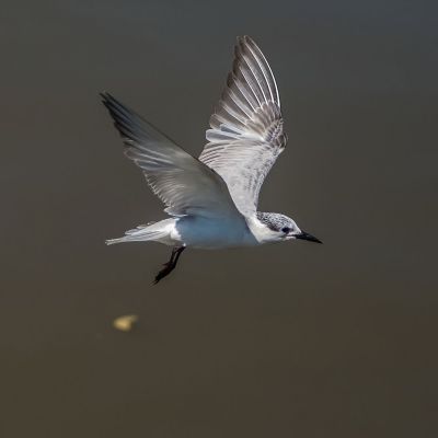 Weißbart-Seeschwalbe / Whiskered Tern