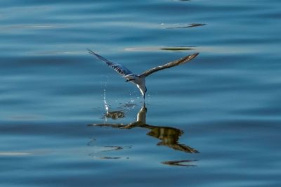 Weißbart-Seeschwalbe / Whiskered Tern