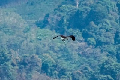 Weißbauchseeadler / White-bellied Sea Eagle