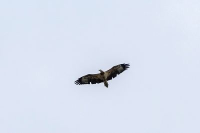 Weißbauchseeadler (J) / White-bellied Sea Eagle