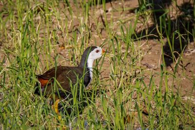 Weißbrust-Kielralle / White-breasted Waterhen