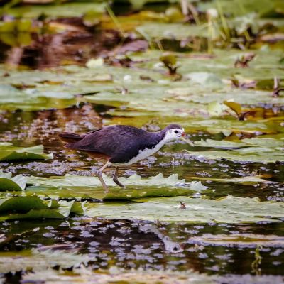 Weißbrust-Kielralle / White-breasted Waterhen