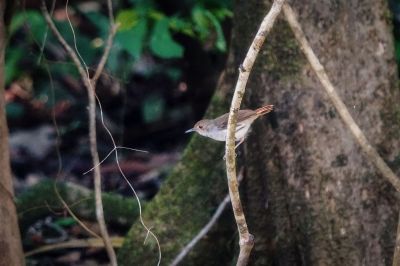 Mangrovemaustimalie / White-chested Babbler