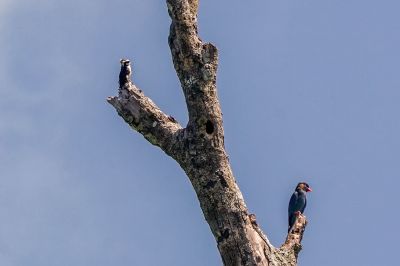 Weißscheitelfälkchen / White-fronted Falconet