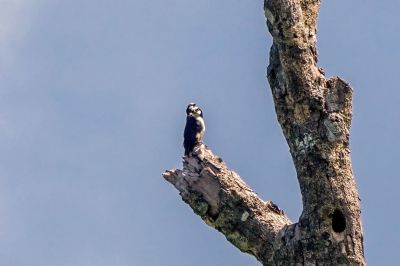 Weißscheitelfälkchen / White-fronted Falconet