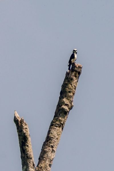 Weißscheitelfälkchen / White-fronted Falconet