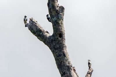 Weißscheitelfälkchen / White-fronted Falconet