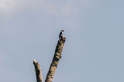 Weißscheitelfälkchen / White-fronted Falconet