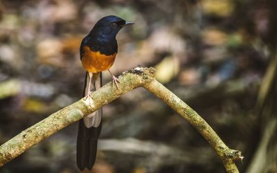 Schamadrossel (M) / White-rumped Shama