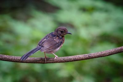 Schamadrossel (J) / White-rumped Shama