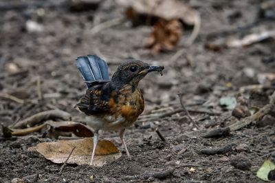 Schamadrossel (J) / White-rumped Shama