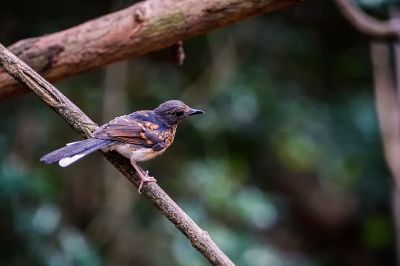 Schamadrossel (J) / White-rumped Shama