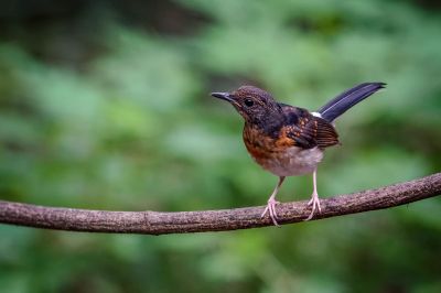 Schamadrossel (J) / White-rumped Shama