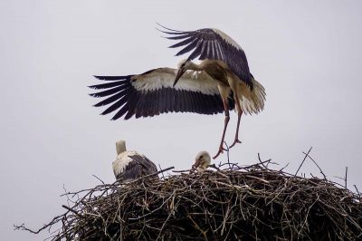 Weißstorch / White Stork