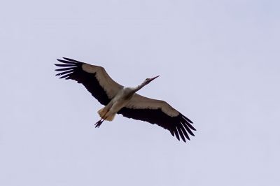 Weißstorch / White Stork