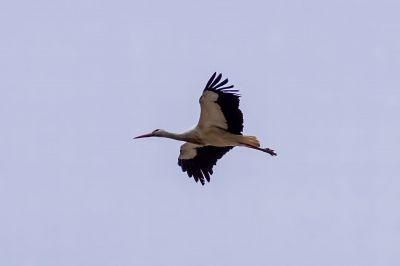 Weißstorch / White Stork