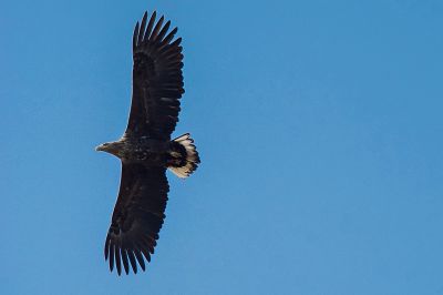 Seeadler / White-tailed Eagle - Eagle of the rain  - Gray Eagle - White-tailed Sea-eagle