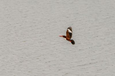 Braunliest / White-throated Kingfisher