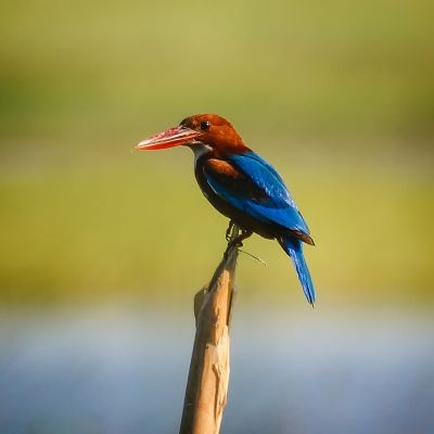 Braunliest / White-throated Kingfisher