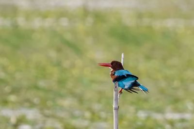 Braunliest / White-throated Kingfisher