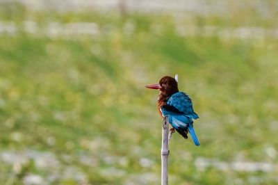 Braunliest / White-throated Kingfisher