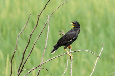 Java Maina / White-vented Myna