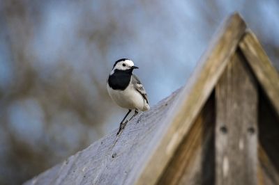 Bachstelze / White Wagtail