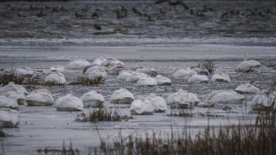 Singschwan / Whooper Swan