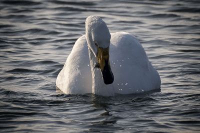 Singschwan / Whooper Swan