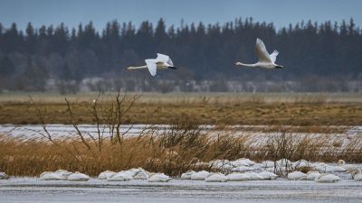 Singschwan / Whooper Swan