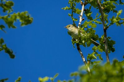 Fitis / Willow Warbler