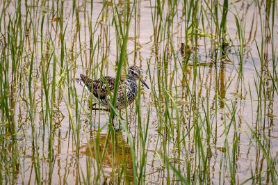 Bruchwasserläufer / Wood Sandpiper