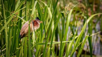 Chinadommel (M) / Yellow Bittern