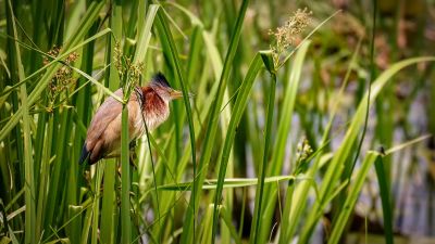 Chinadommel (M) / Yellow Bittern