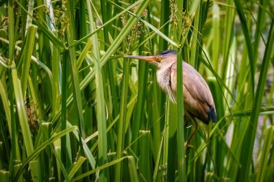 Chinadommel (M) / Yellow Bittern