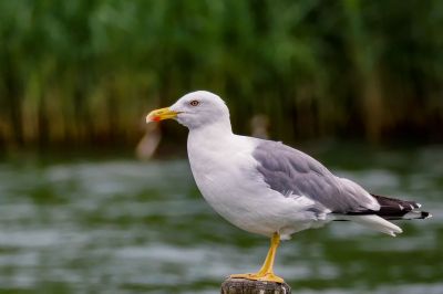 Mittelmeermöwe / Yellow Legged Gull